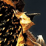 Tournesol